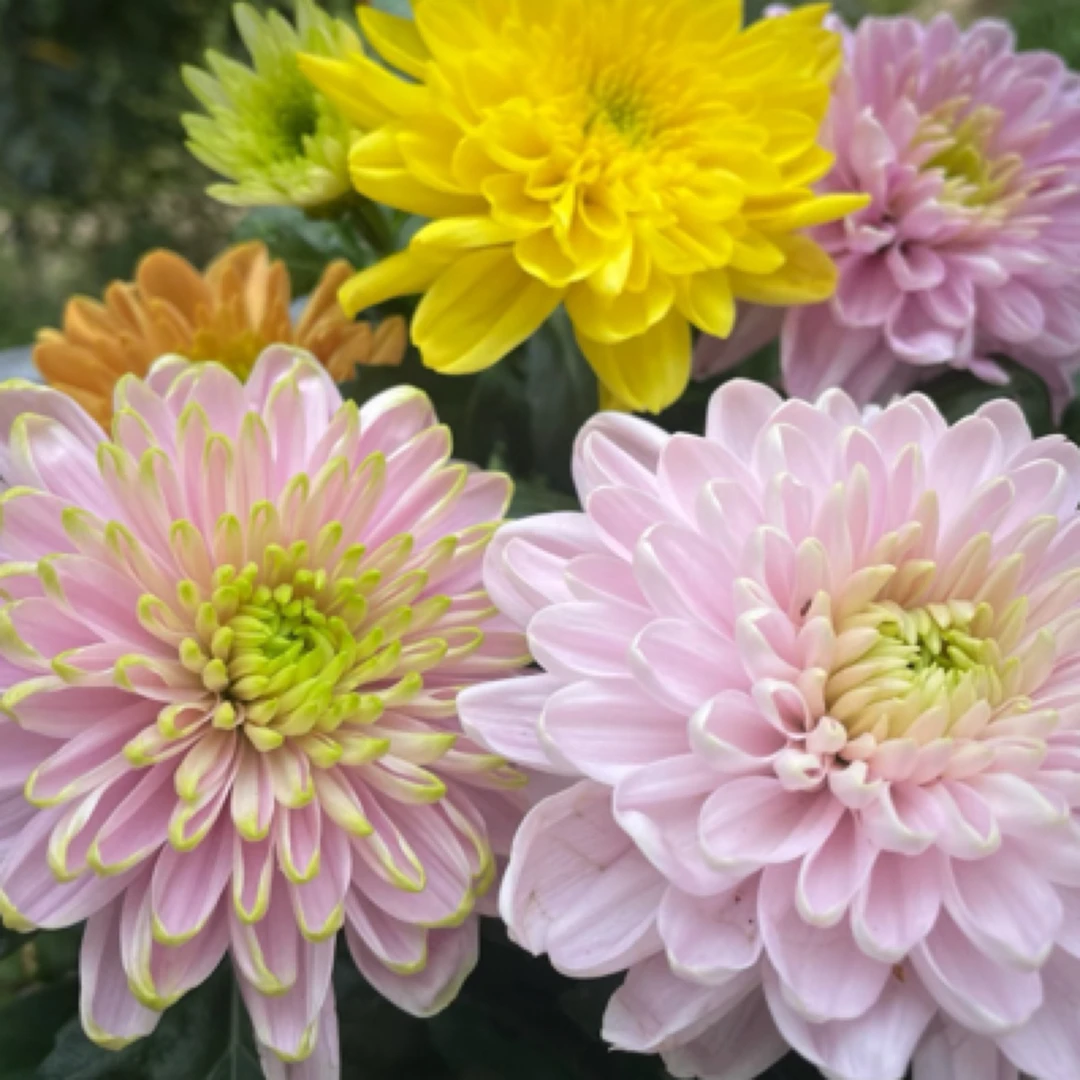 【一组一拍】品种菊基地直发耐寒耐热好养易活