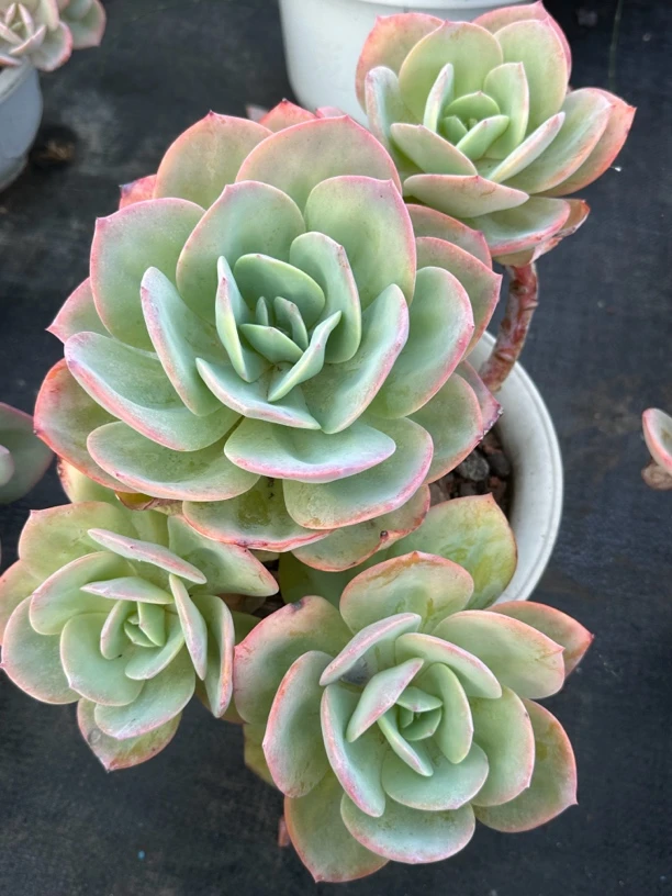 斗哥多肉 老桩白凤 多头