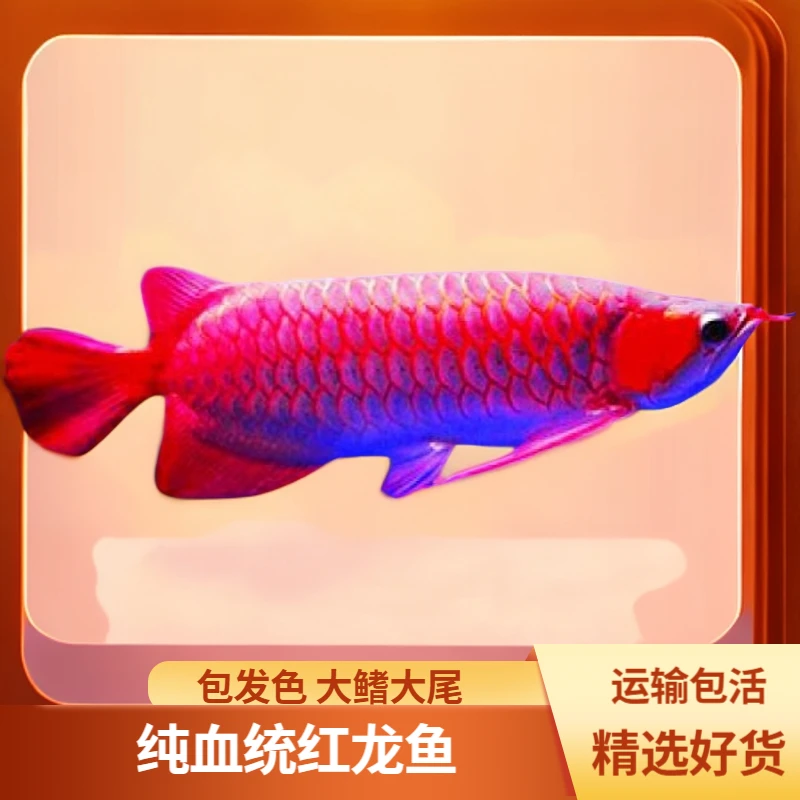 赤血赛级红龙包红凤凰红龙鱼混养活体鱼辣椒红龙鱼「超萌好物」