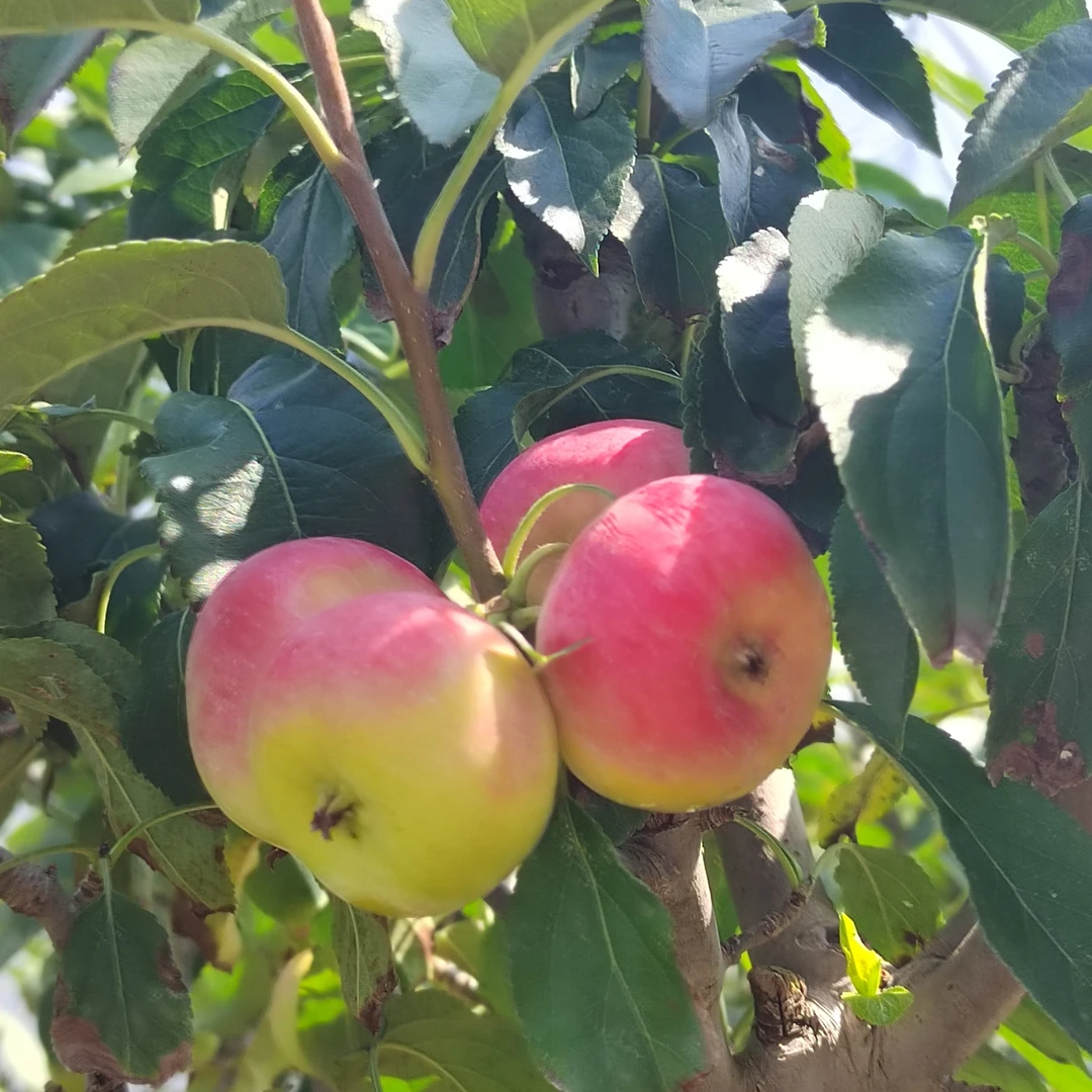 直播间一物一拍 造型盆景
