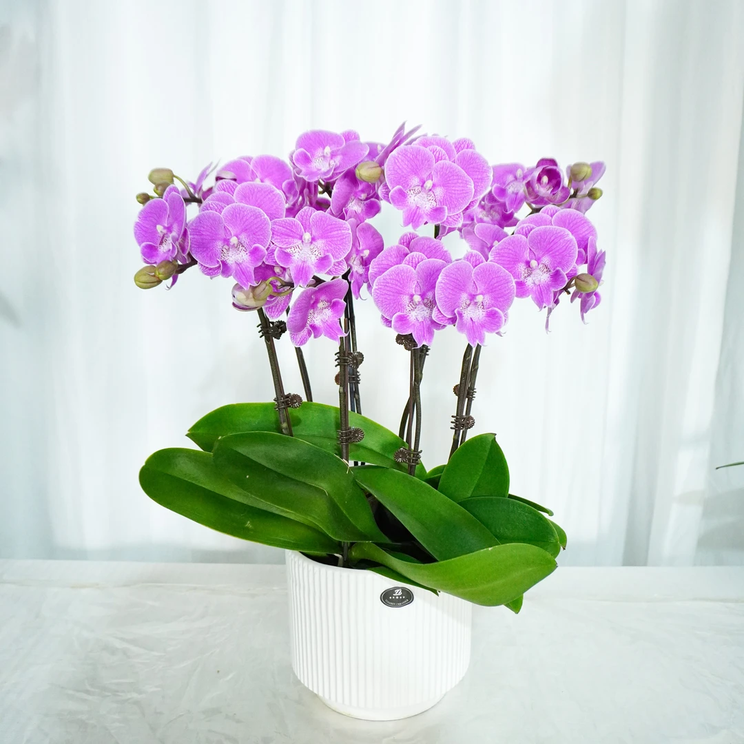 【曼塔精灵 】蝴蝶兰四季好养精美花卉观果植物杂交兰卡特兰精品兰
