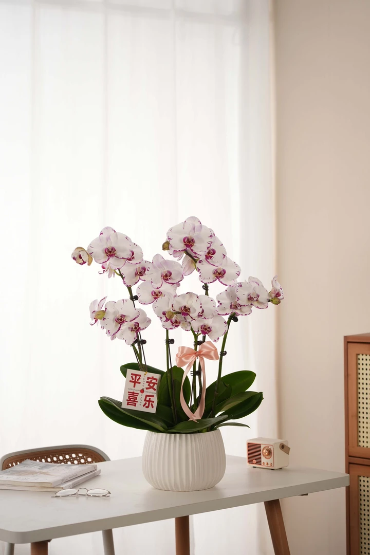 【黑闪电】蝴蝶兰四季好养精美花卉观果植物杂交兰卡特兰精兰花洋兰