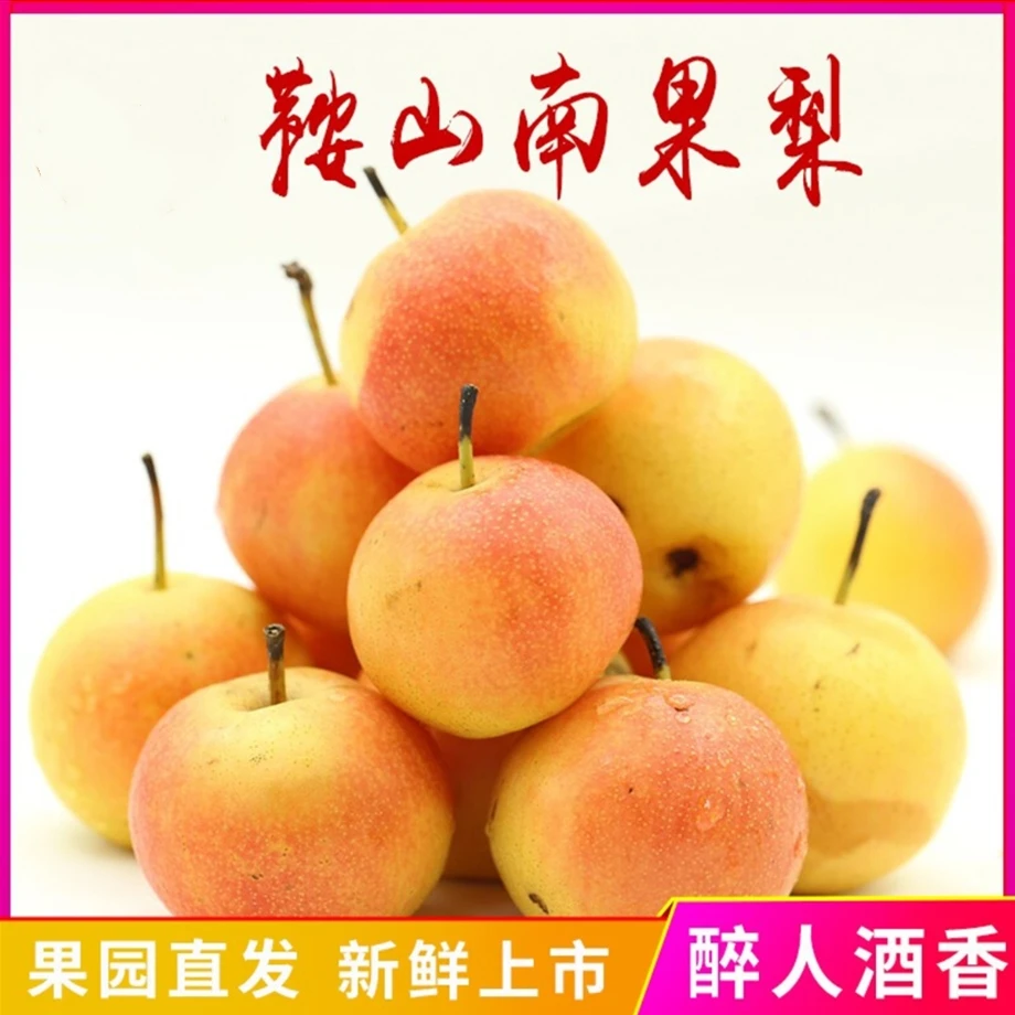 家庭装鞍山南果梨东北辽宁特产整箱批发礼盒新果上市