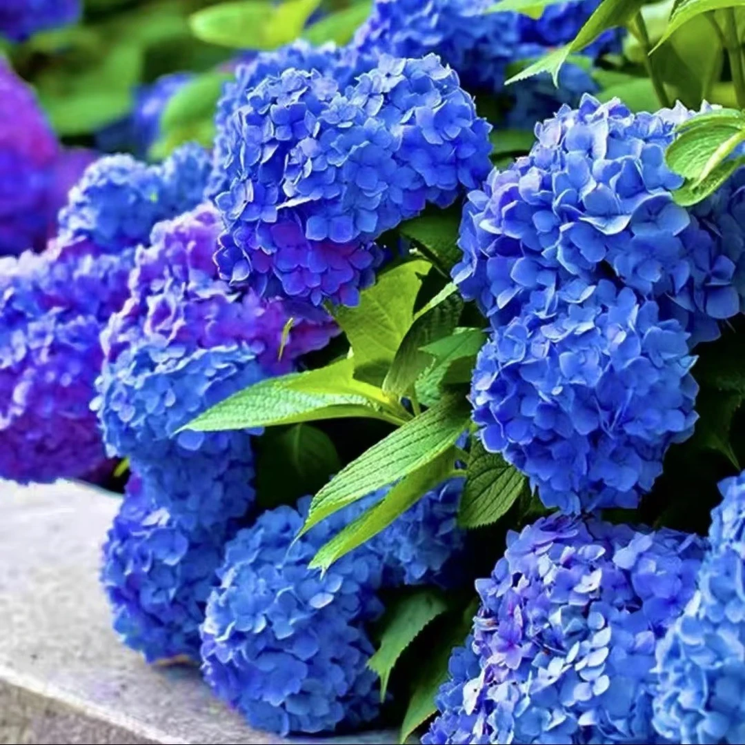 【束漫】蓝色无尽夏 新人必入 喜水绣球 庭院地栽阳台盆栽