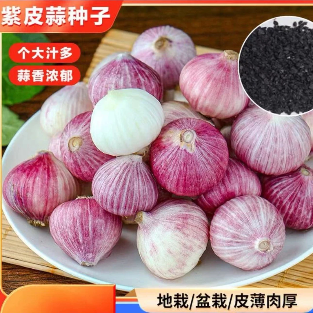 紫皮独头蒜种子室内阳台庭院种植四季好养