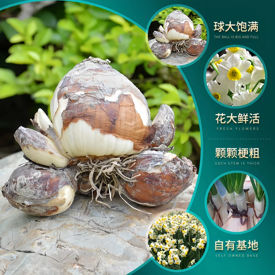 (顺丰包邮)水仙花漳州水仙冬季耐寒水培办公室浓香年宵花室内阳台