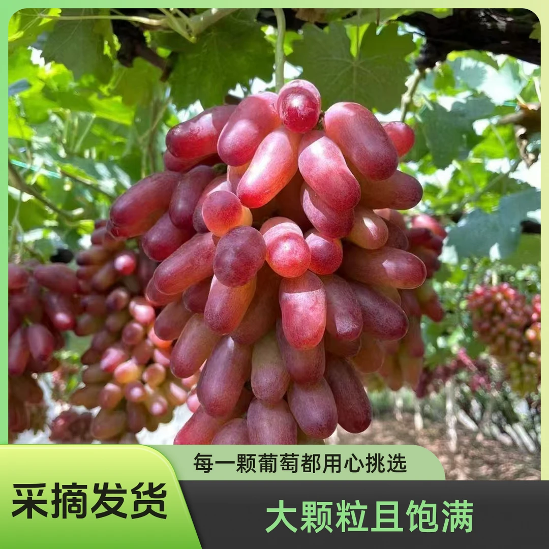 【顺丰空运】新鲜葡萄园美人指葡萄怀涿盆地新鲜饱满多汁