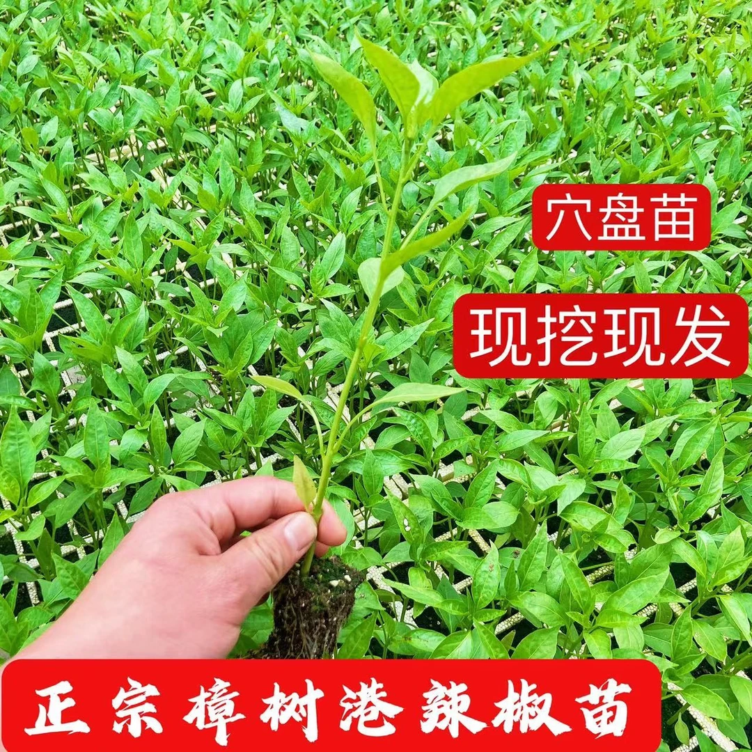 樟树港辣椒苗原产地培育地栽阳台盆栽易成活耐寒辣椒苗