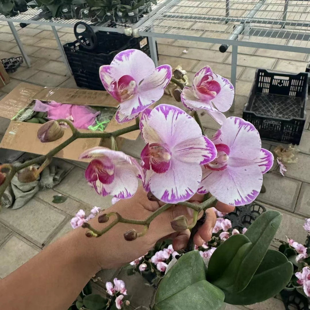 【李先生宠粉】（粉闪电）蝴蝶兰单花剑带花带花苞