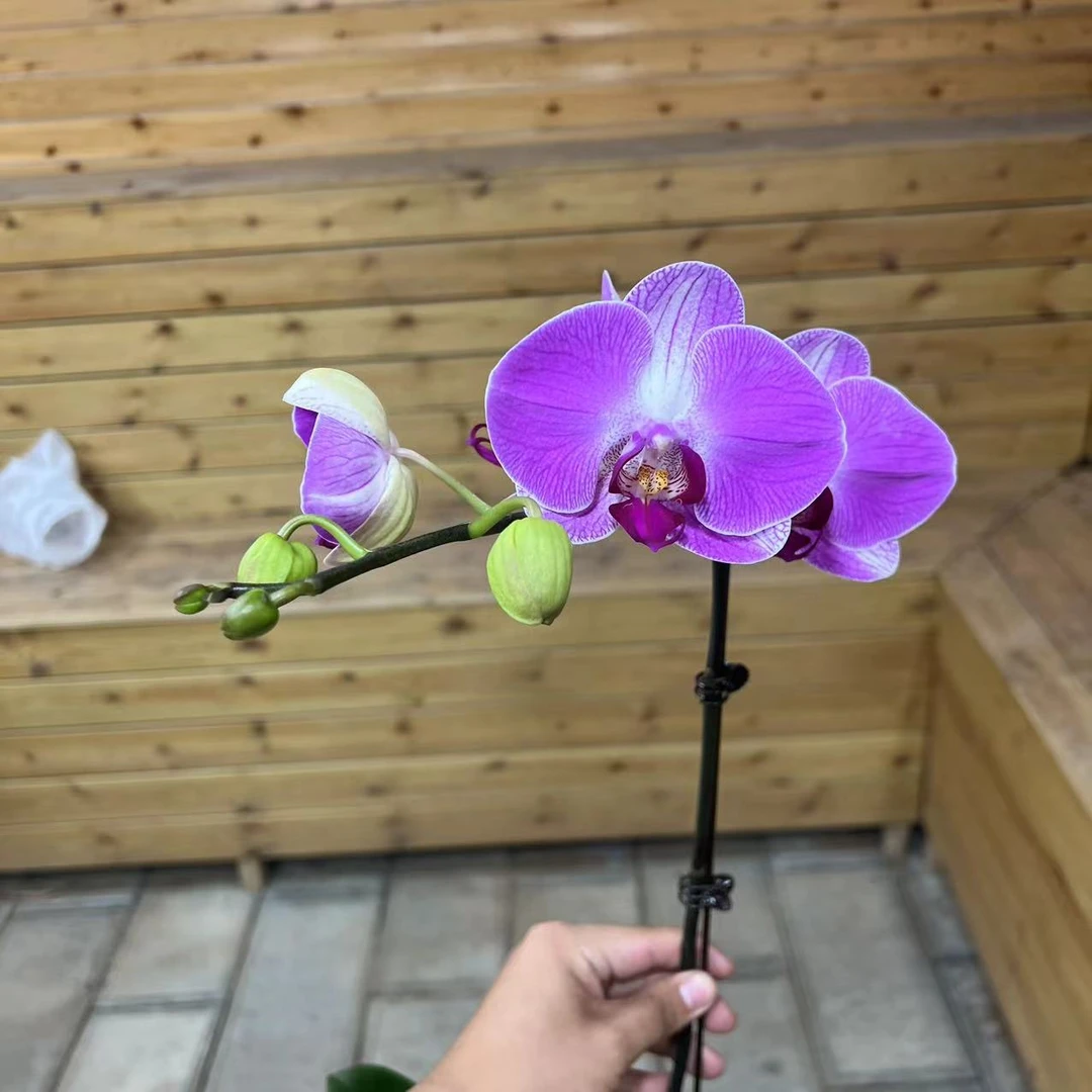 【李先生宠粉】（钜宝情人）蝴蝶兰单花剑带花带花苞发货