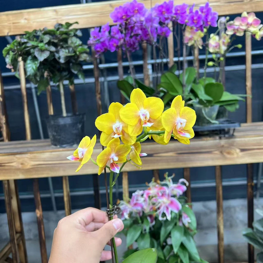 【李先生】高品(香水黄金)蝴蝶兰双花剑带花带花苞 带香味