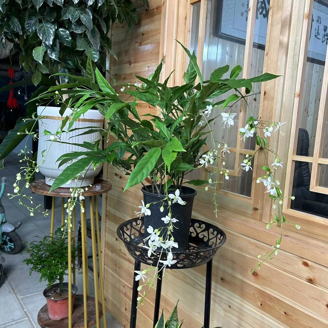 【李先生】垂丝茉莉 室内高端观赏花