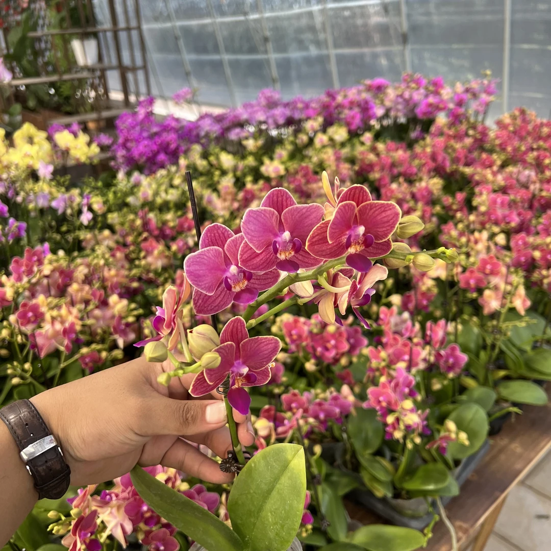【李先生宠粉】（金边玲珑）蝴蝶兰单花剑带花带花苞发货