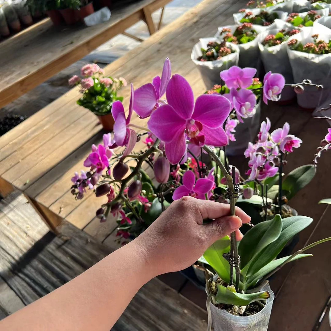 【李先生宠粉】（红蜻蜓）蝴蝶兰单花剑带花发货