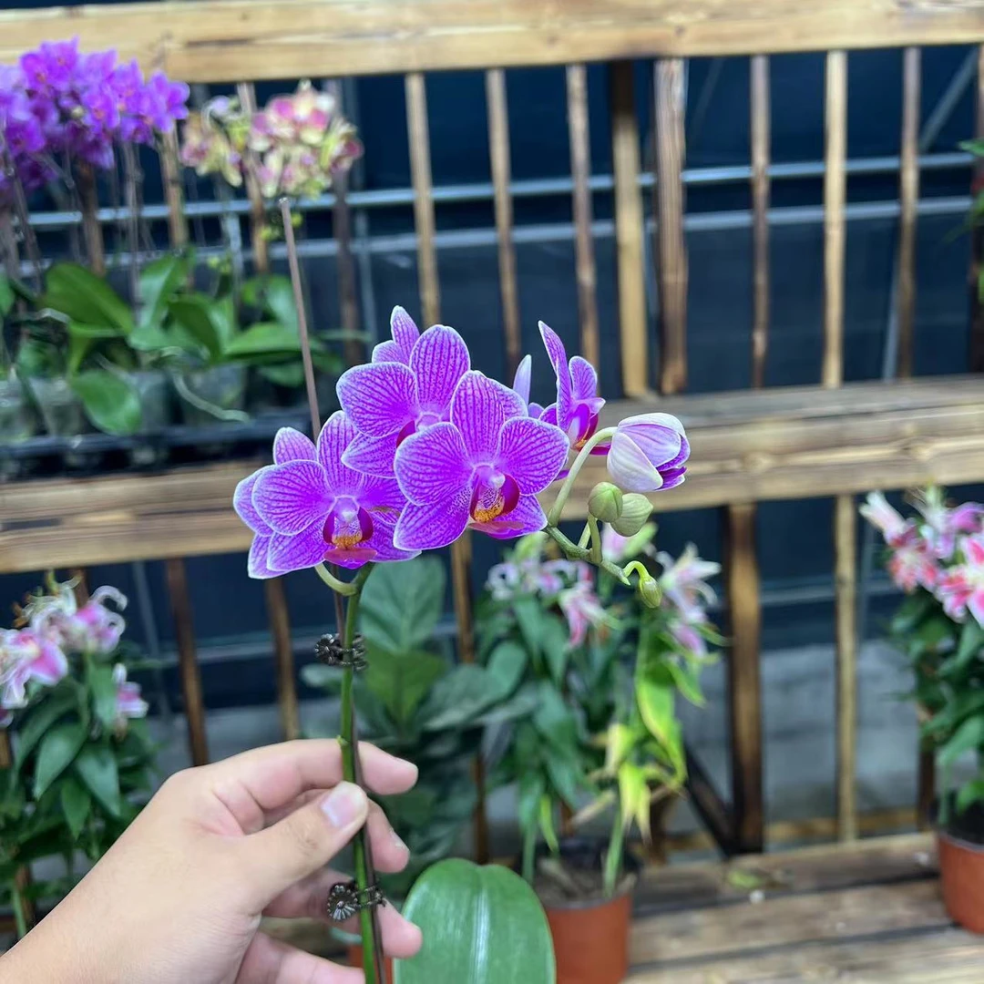 【李先生宠粉】（聚宝甜心）蝴蝶兰单花剑带花带花苞