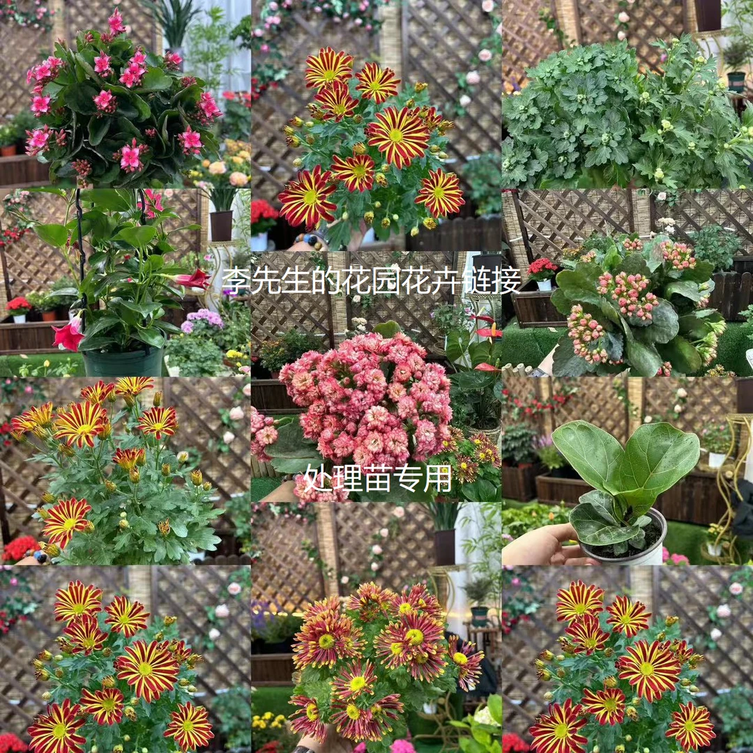 【遇见花园】花卉链接