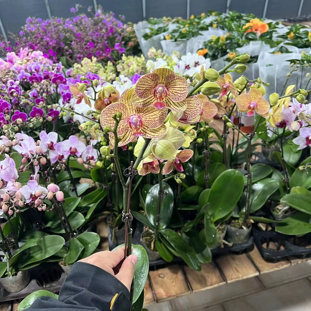 【李先生宠粉】（黄金甲）蝴蝶兰单花剑带花带花苞