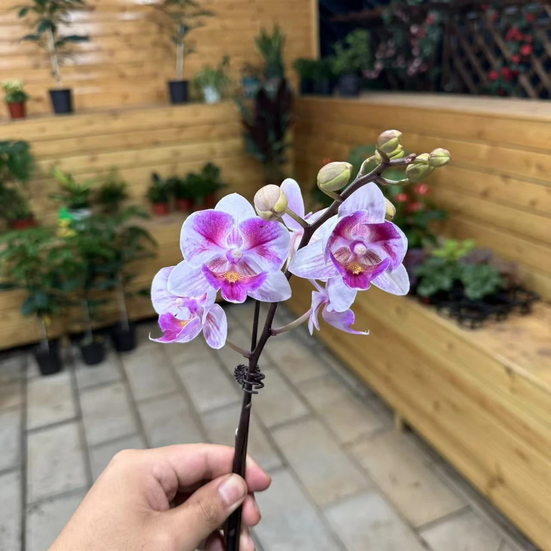 【李先生宠粉】（绝美貂蝉）高品质蝴蝶兰单剑 带花轻微掉花款