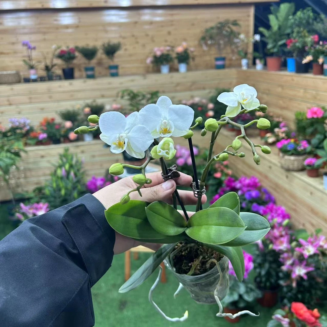 【李先生宠粉】（苏黎世）蝴蝶兰带花带花苞发货