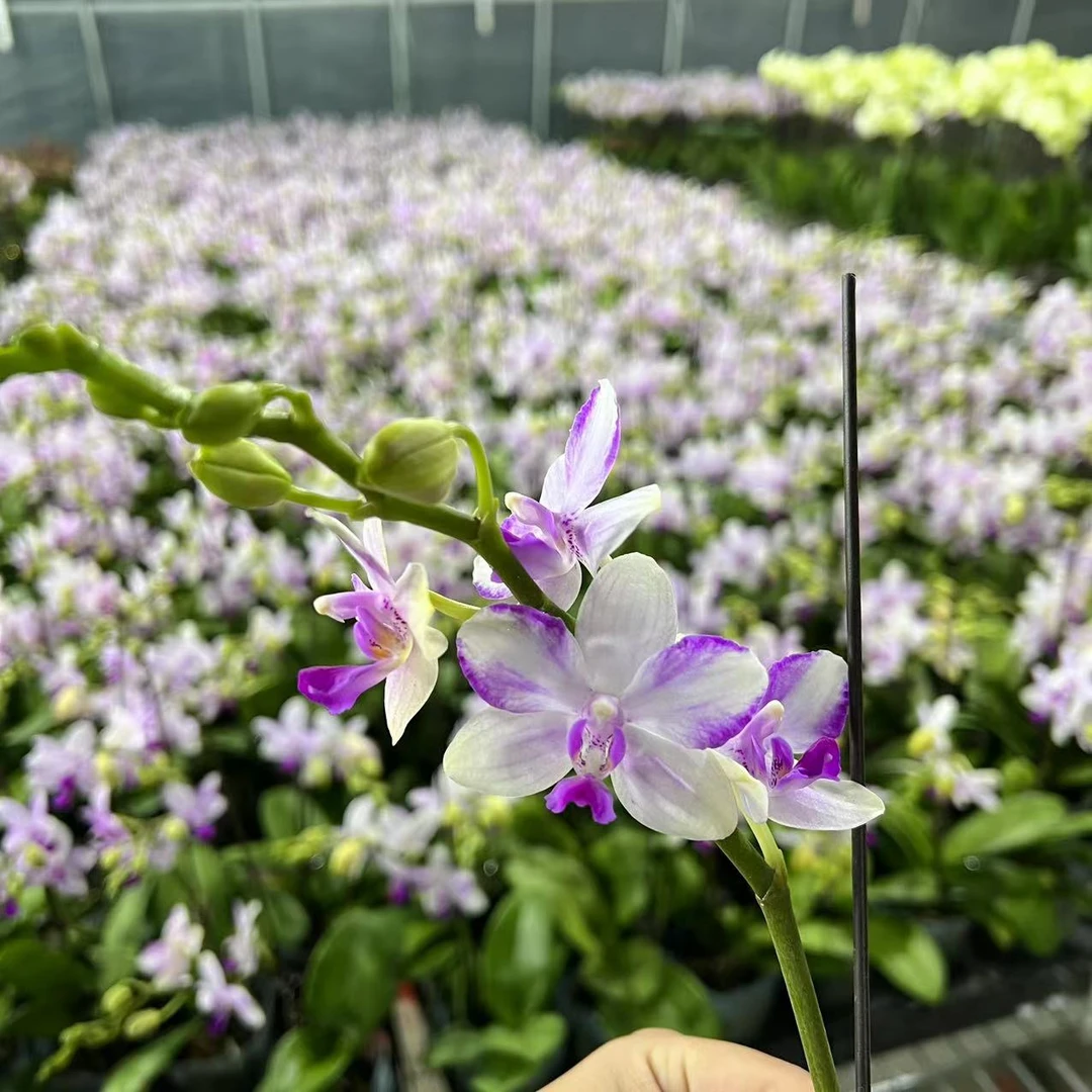 【拍一发二】高品(紫水晶)蝴蝶兰单花剑带花带花苞发货