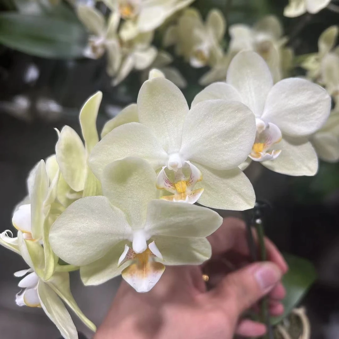 【李先生宠粉】（绿水晶）蝴蝶兰单花剑带花发货