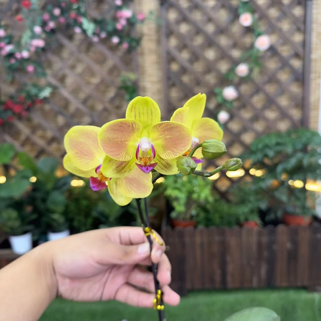 【李先生宠粉】高品质(好吉利)蝴蝶兰带单花剑带花带花苞