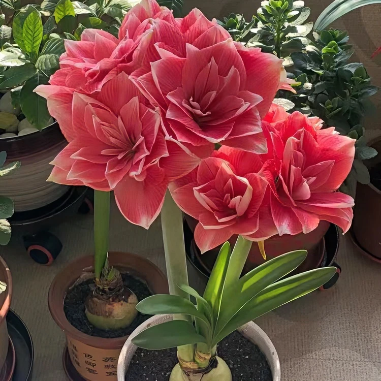重瓣朱顶红盆栽花卉开花植物客厅绿植花卉漂亮女神种植好养活