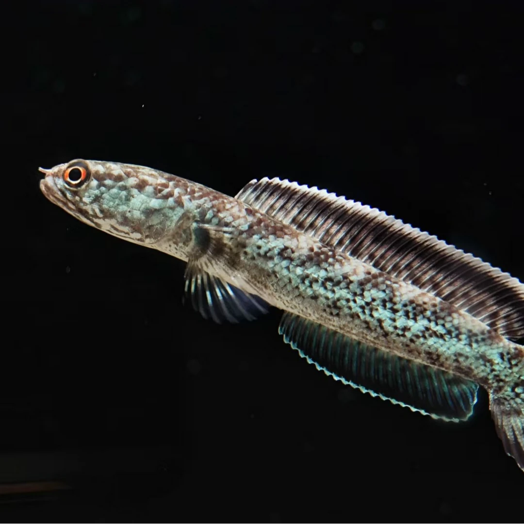 雷龙鱼（选鱼链接）