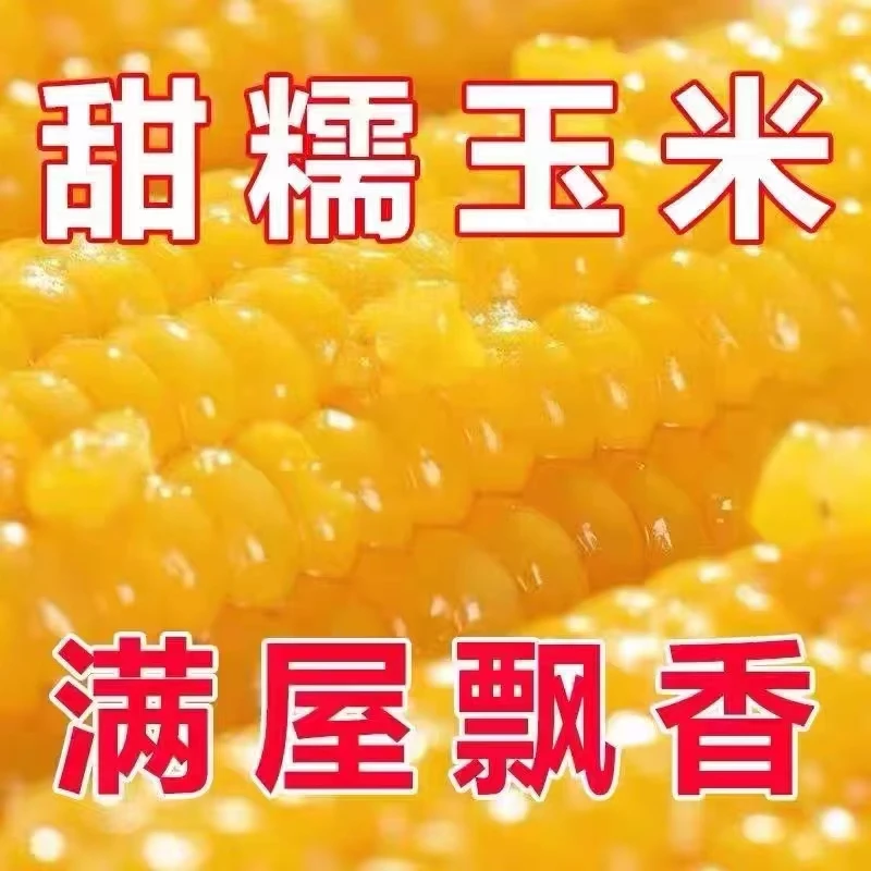 黑龙江绥棱林业局糯玉米