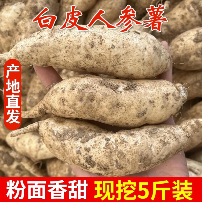 新鲜现挖白皮白心人参红薯粉糯香甜白心板栗薯当季美食白红薯