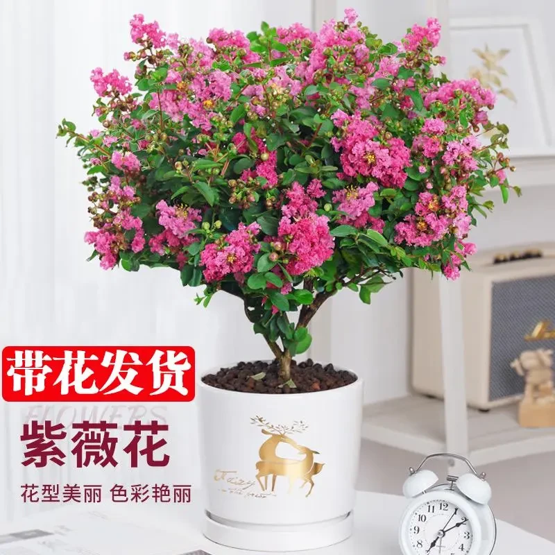 紫薇花盆栽老桩四季好养花卉植物室内阳台庭院耐热绿植百日红树苗