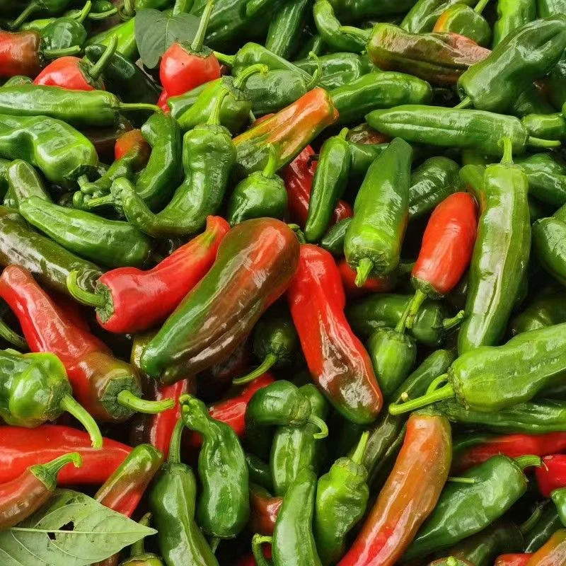【现摘现发】新鲜花辣椒红辣椒农家虎皮青红绿尖椒炒菜椒新鲜辣椒