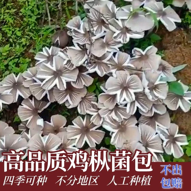 正宗鸡枞菌菌种菌包野生原种培育新鲜可食用菌种家庭室内外可种植