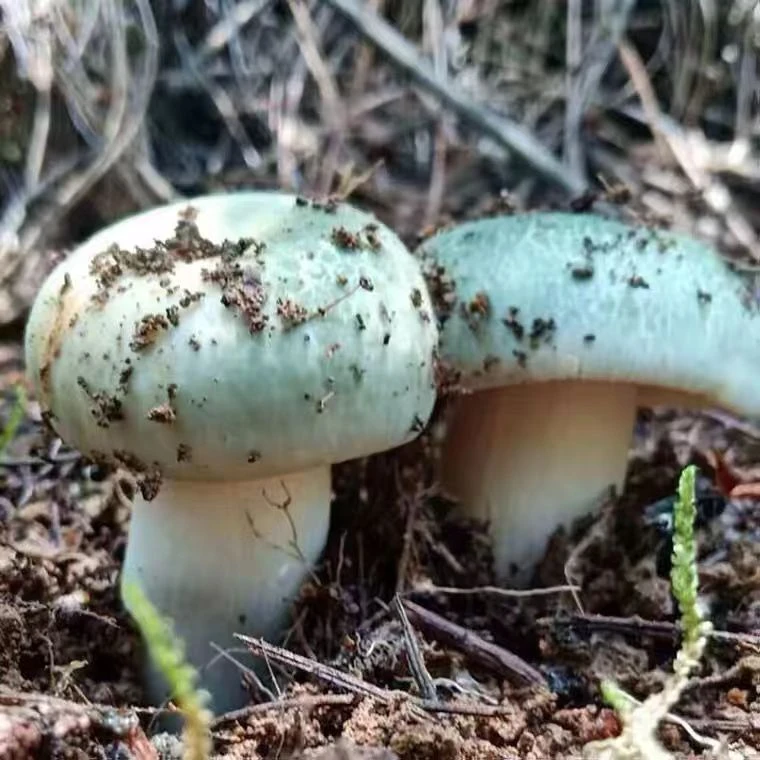 青头菌菌种人工优质菌菌种菌包菌种家种室内阳台庭院户外四季可种
