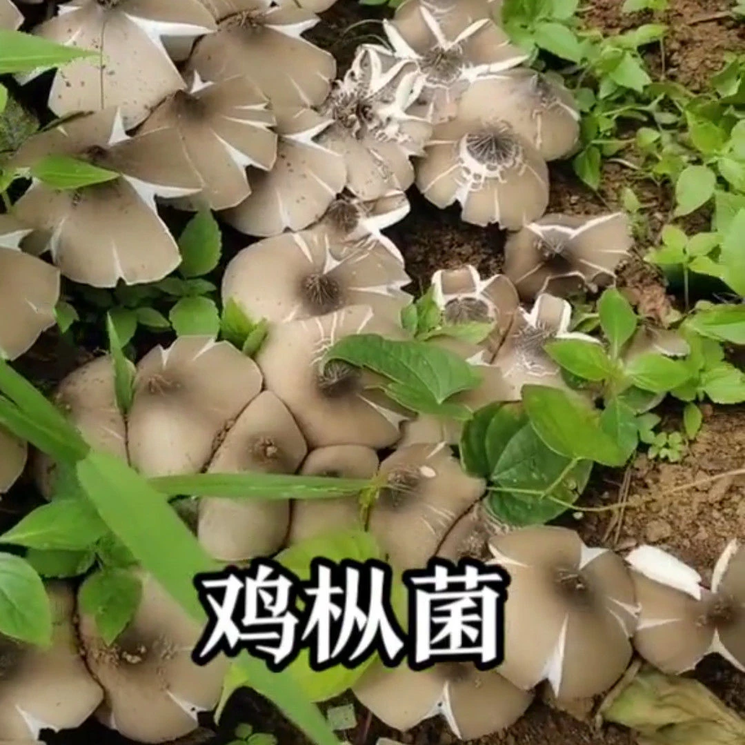 云南特产鸡枞菌菌种家种可食用菌种一年四季可种植