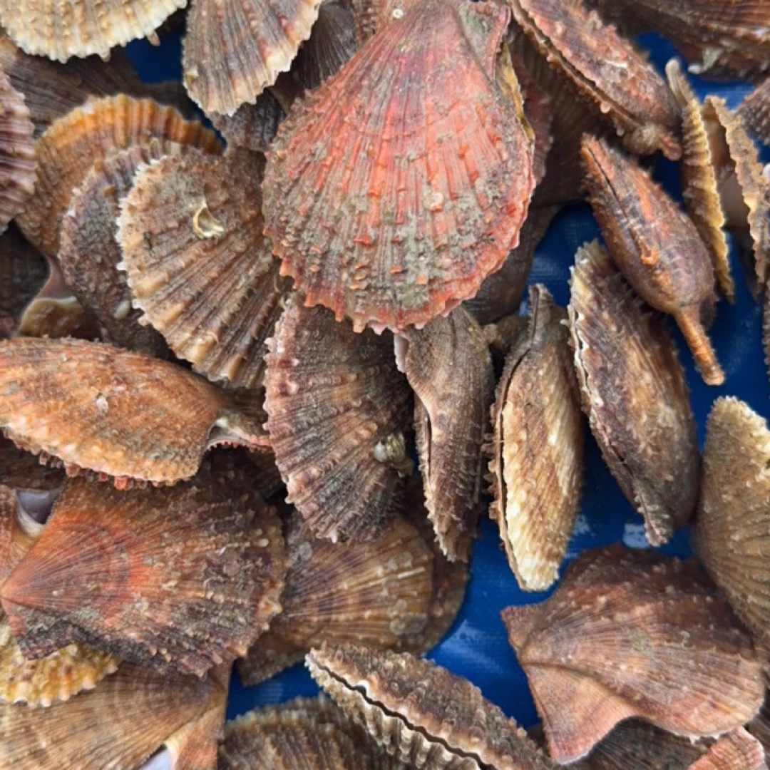 海鲜更多贝类混搭
