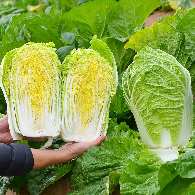 现挖霜打黄心娃娃菜露天种植农家自种