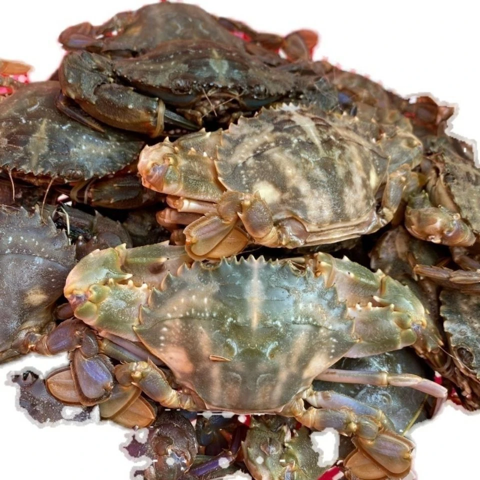 【保鲜不包活】鲜活纯母花盖蟹石头蟹肉质肥美每斤3-5只可选2斤3斤