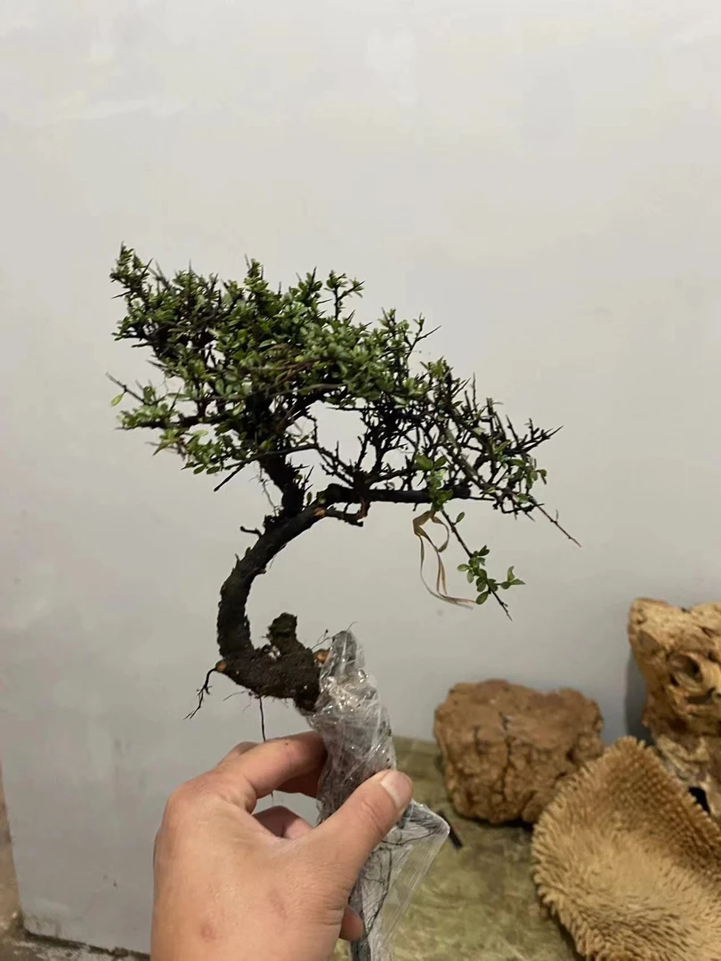 老鹰刺黄杨 映山红铁马篇