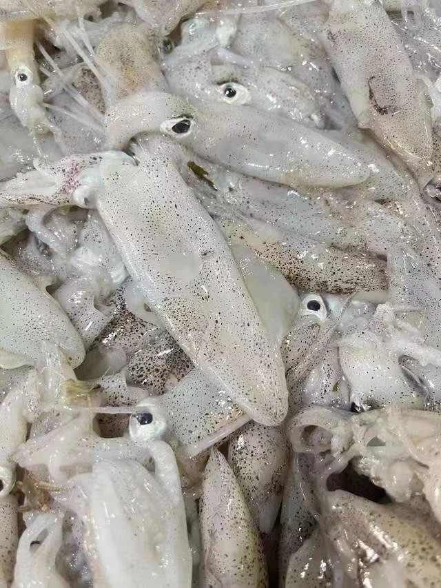 【小叽咕】  新鲜小叽咕口感Q弹 冰鲜打包500g左右一盒