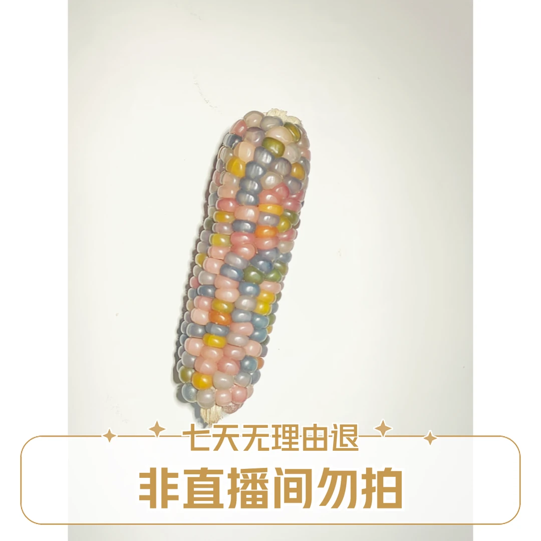 非直播勿拍时尚玉米个性小玉米  创意文玩摆件 手工