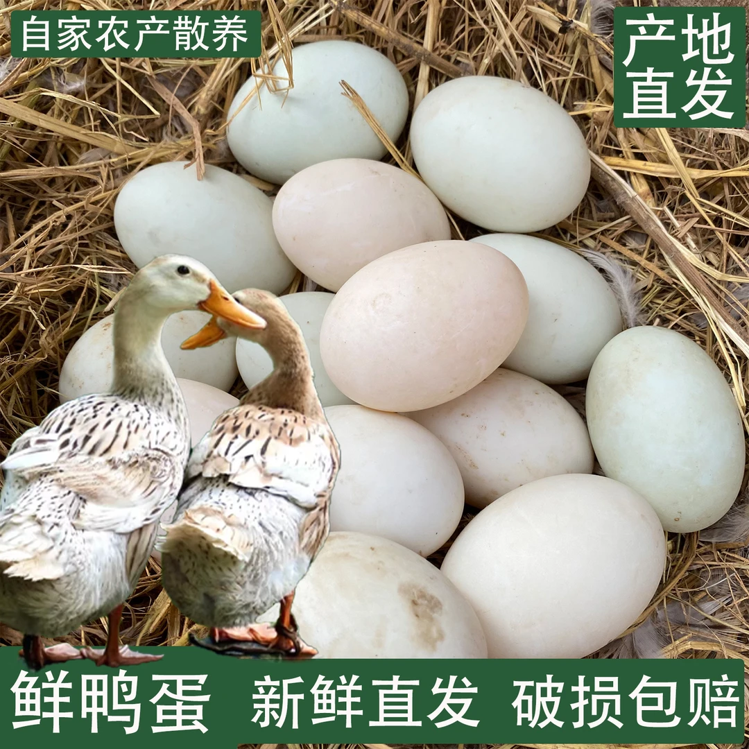 【农家土鸭蛋】现捡现发土鸭蛋新鲜鸭蛋农家散养生鸭蛋营养新鲜蛋