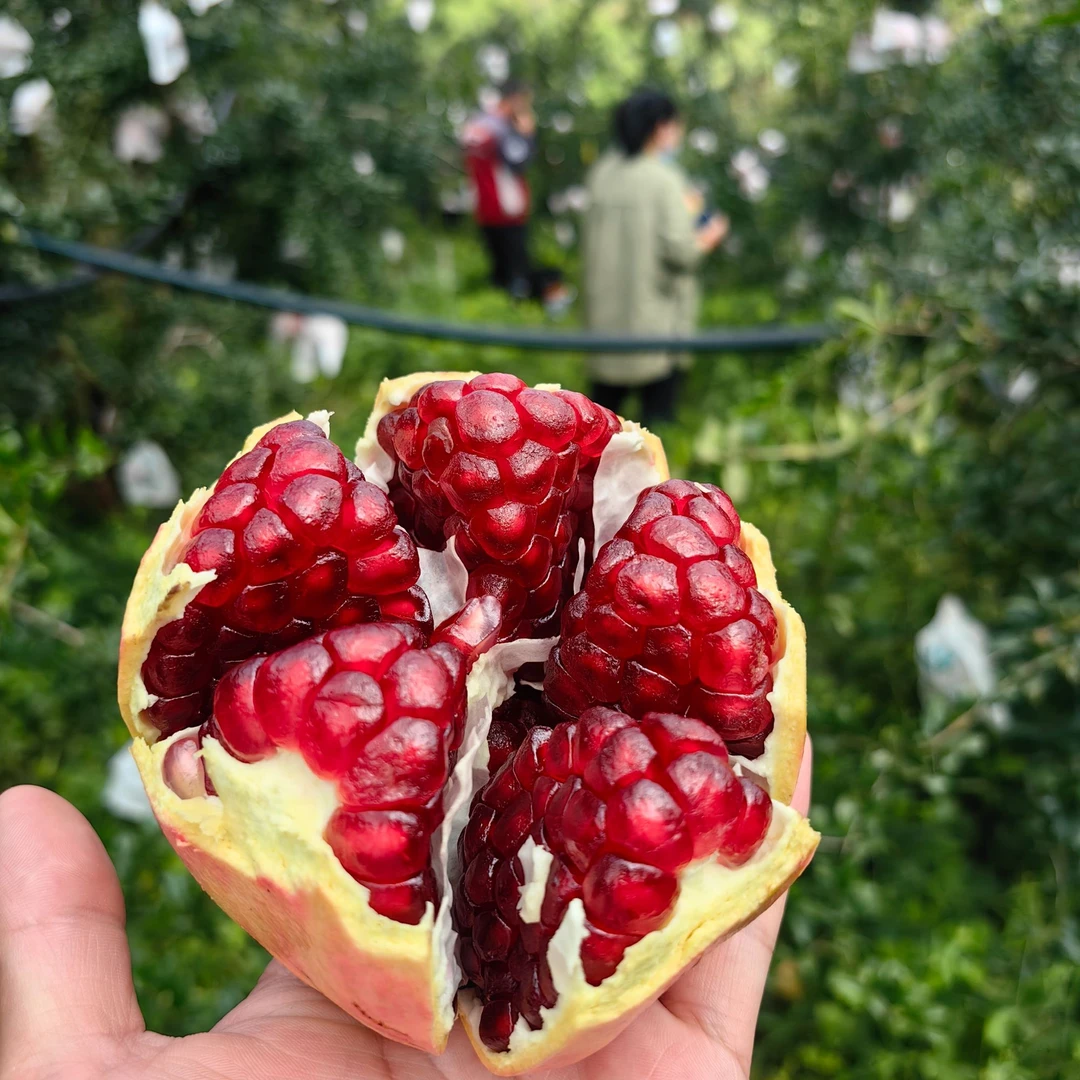 云南高山种植新鲜采摘自然成熟粒粒饱满会泽县盐水软籽石榴(大果)