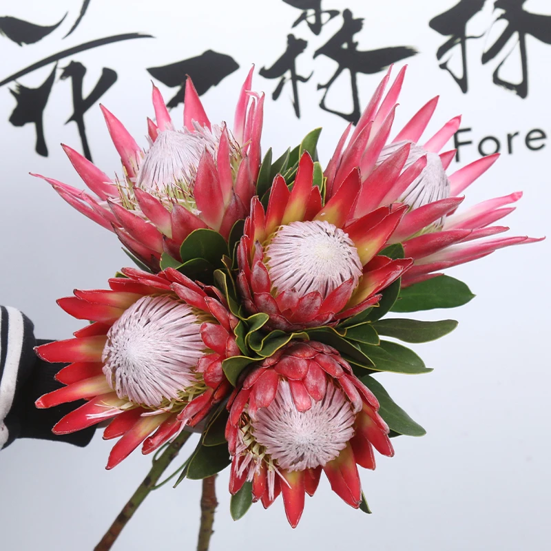 【红帝王福利】花一森林进口花材帝王生活花束