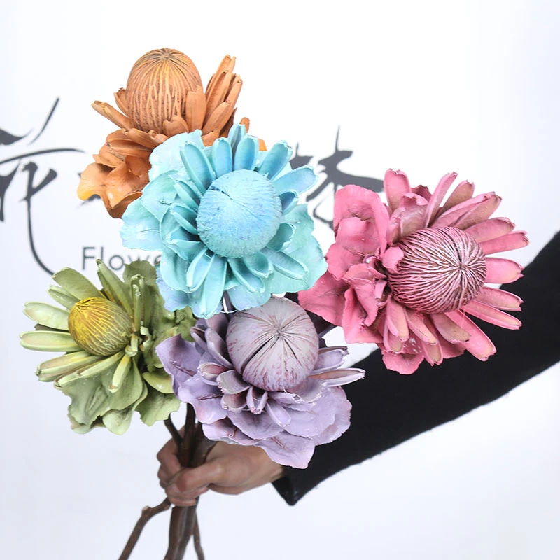 【帝王莲组合福利】花一森林进口澳洲产品花材干花