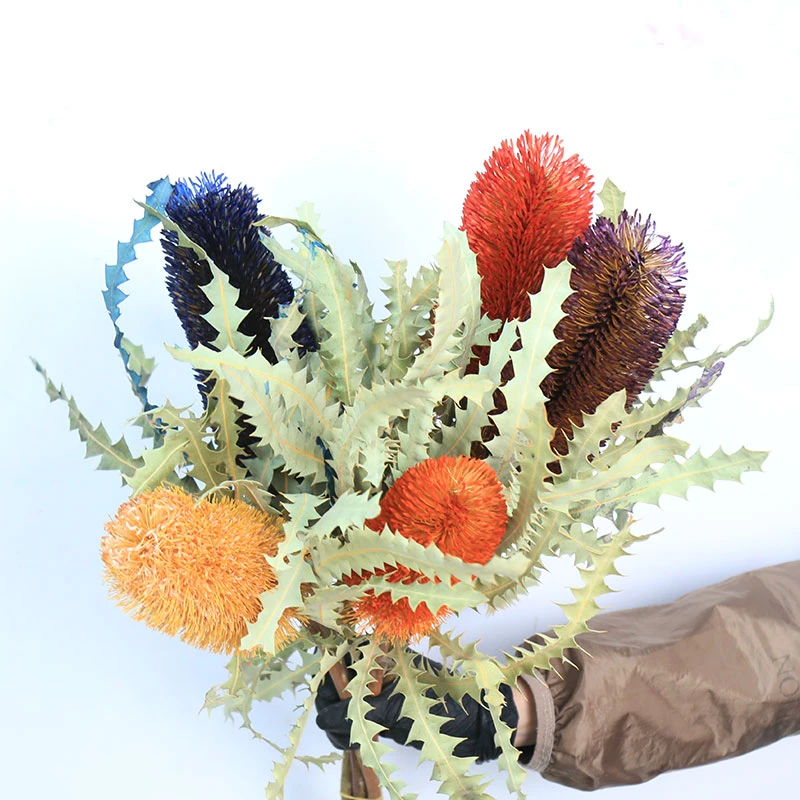 【阿齿佛塔】花一森林进口澳洲产品花材可做干花