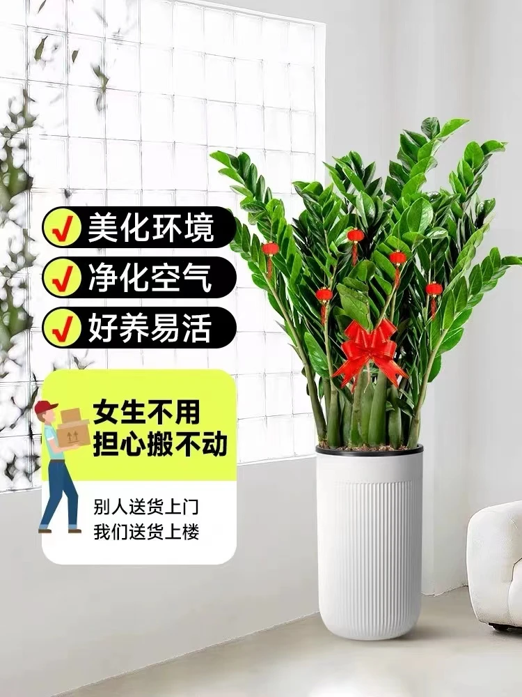 【1.1米-1.3米】【落地款】巨无霸精选金钱树绿植客厅办公室植物易活
