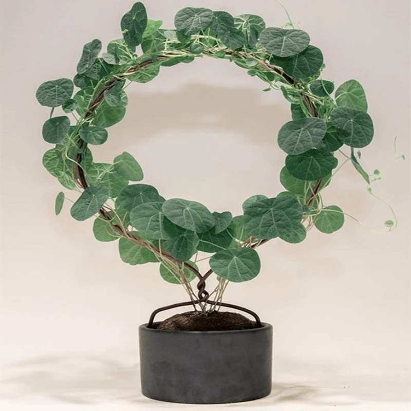 【红藤山乌龟】多肉植物盆栽室内外爬藤绿植山乌龟防辐射除甲醛