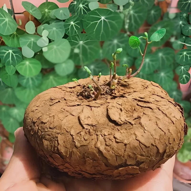 易活山乌龟爬藤绿植金不换室内盆栽圆叶耐旱水培多肉地不容庭院