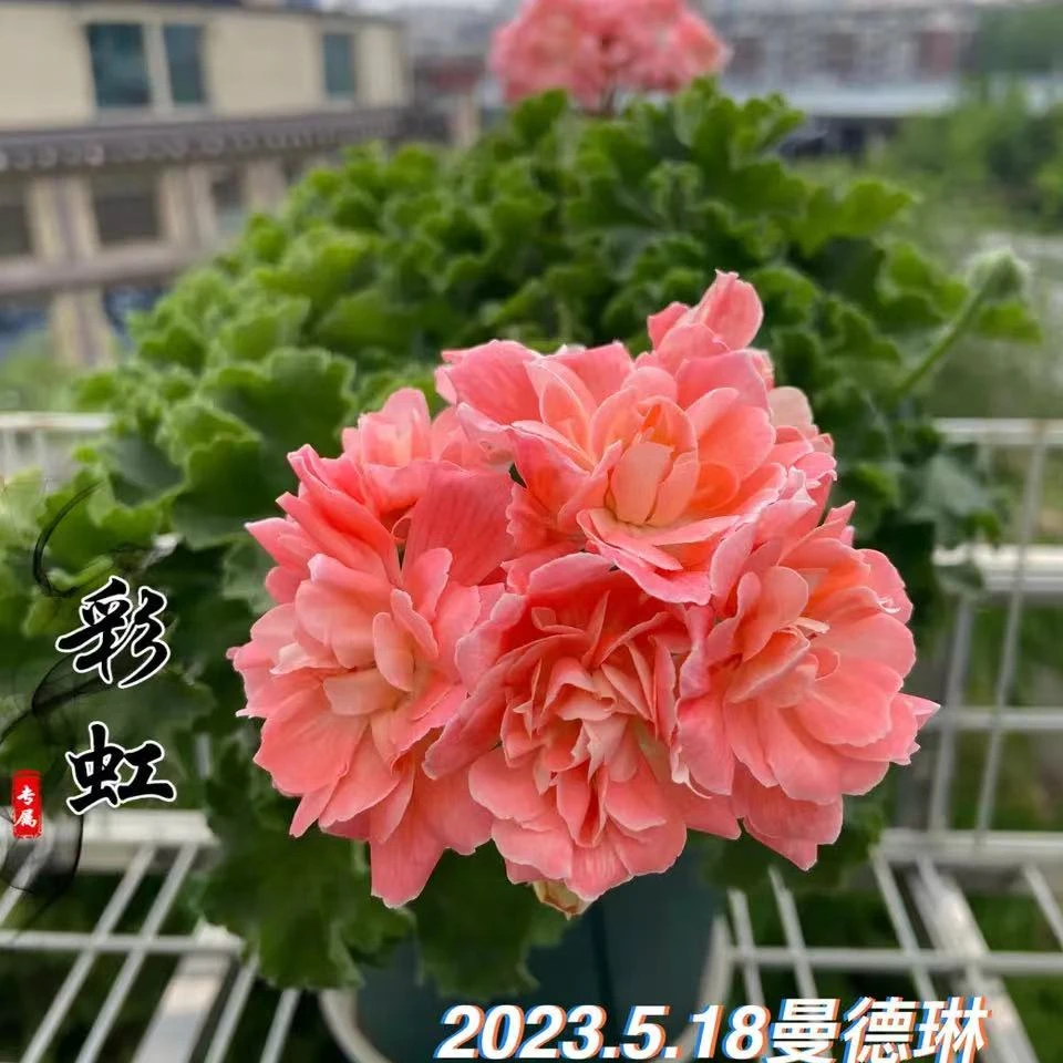 直播间直立天竺葵一物一拍自己备注品种专属链接不